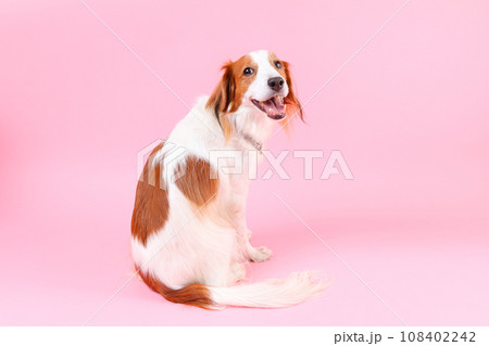 ピンクの背景で振り向く犬 ピンクの背景で振り向く犬 108402242