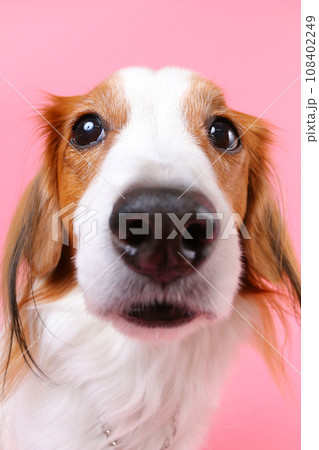顔アップの犬 顔アップの犬 108402249