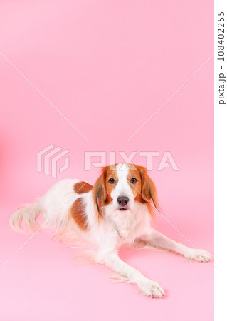 伏せする犬 108402255