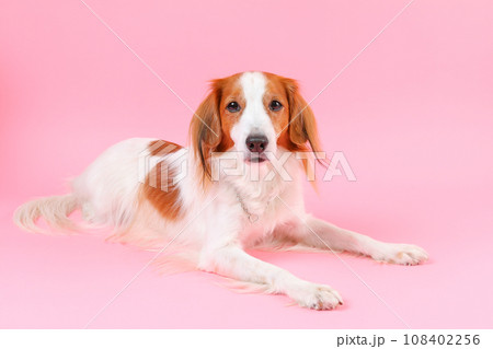 全身で伏せする犬 全身で伏せする犬 108402256