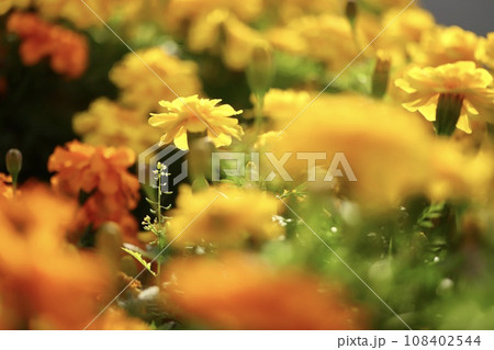 花壇に沢山咲いているマリーゴールド 108402544