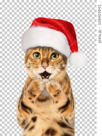 Bengal cat wearing Santa hat, Christmas concept 108403041