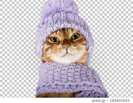 Cute Bengal cat in a scarf and hat close-up 108403045