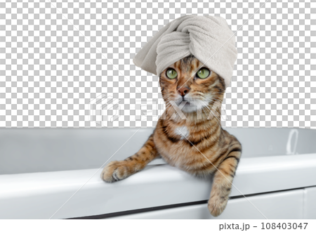 Domestic cat wrapped in a white towel in the bathroom on a transparent background. Domestic cat wrapped in a white towel in the bathroom on a transparent background. 108403047