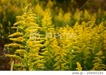 空き地に群生したセイタカアワダチソウ 108403183