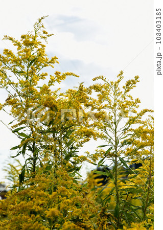 空き地に群生したセイタカアワダチソウ 108403185
