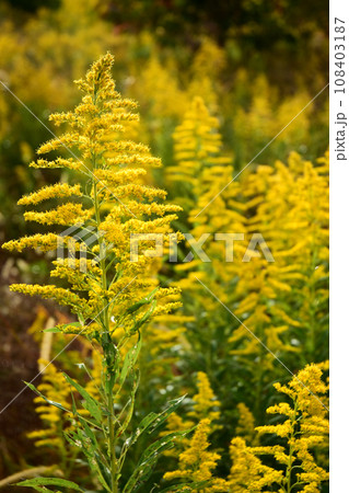 空き地に群生したセイタカアワダチソウ 108403187