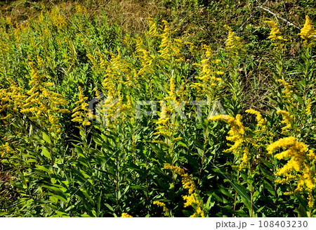 空き地に群生したセイタカアワダチソウ 108403230