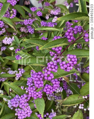 ムラサキシキブより小粒なコムラサキ ムラサキシキブより小粒なコムラサキ 108403233