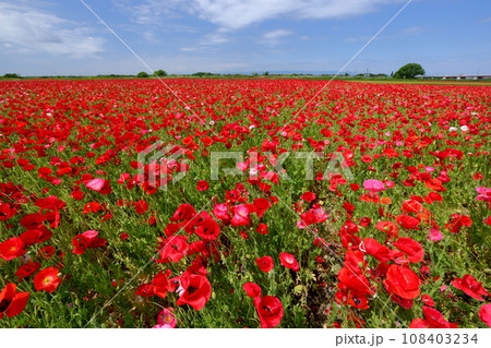 埼玉県鴻巣市滝馬室荒川河川敷ポピーハッピースクエア　満開の真っ赤なシャーレーポピー畑と青空 108403234