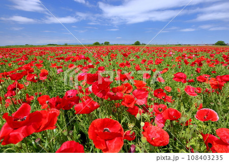 埼玉県鴻巣市滝馬室荒川河川敷ポピーハッピースクエア 満開の真っ赤なシャーレーポピー畑と青空 埼玉県鴻巣市滝馬室荒川河川敷ポピーハッピースクエア 満開の真っ赤なシャーレーポピー畑と青空 108403235