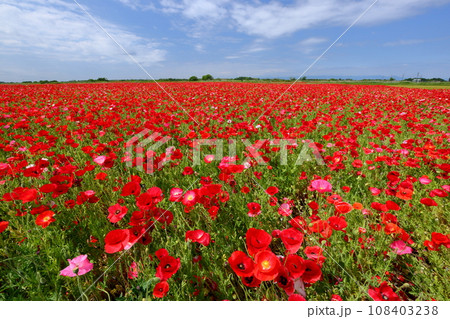 埼玉県鴻巣市滝馬室荒川河川敷ポピーハッピースクエア 満開の真っ赤なシャーレーポピー畑と青空 埼玉県鴻巣市滝馬室荒川河川敷ポピーハッピースクエア 満開の真っ赤なシャーレーポピー畑と青空 108403238