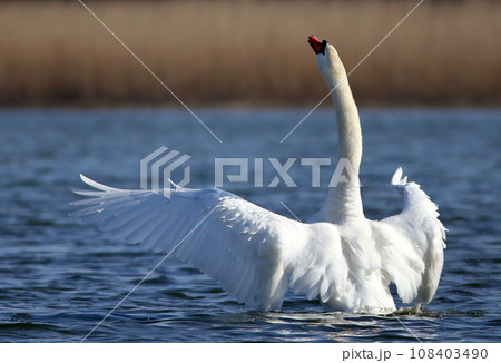 Mute Swan Mute Swan 108403490