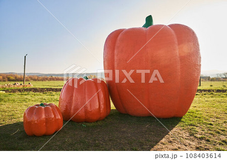 Huge artificial pumpkins placed on field as advert during harvesting season. Front view of giant fiberglass pumpkins sitting on ground in warm autumn day. Concept of harvest, advert, theme park. Huge artificial pumpkins placed on field as advert during harvesting season. Front view of giant fiberglass pumpkins sitting on ground in warm autumn day. Concept of harvest, advert, theme park. 108403614