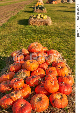 Pale of fresh, orange pumpkins in sunlight in farm outside. View from above of group of gourds resting on straw bales at warm fall day. Concept of harvesting season, organic food, vegetables. 108403621