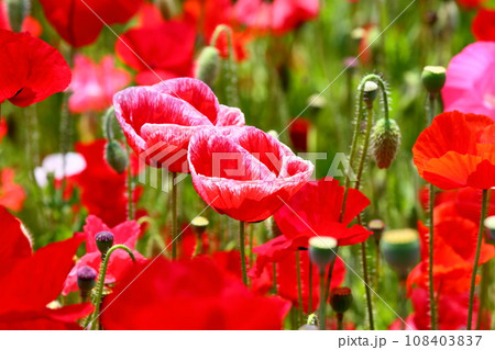 埼玉県鴻巣市滝馬室荒川河川敷ポピーハッピースクエア 満開の真っ赤なシャーレーポピー畑のクローズアップ 埼玉県鴻巣市滝馬室荒川河川敷ポピーハッピースクエア 満開の真っ赤なシャーレーポピー畑のクローズアップ 108403837