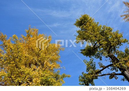 千波湖畔の銀杏並木 108404269