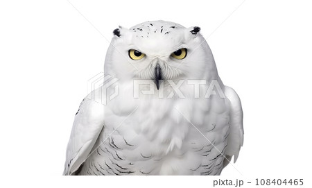 白背景のシロフクロウ 白背景のシロフクロウ 108404465