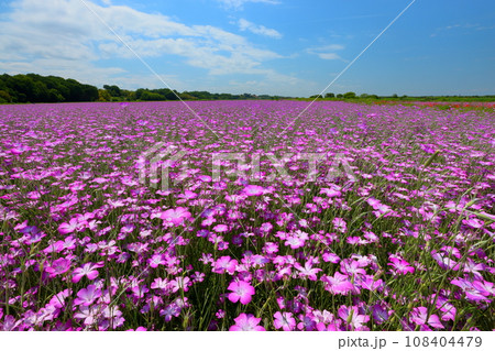埼玉県鴻巣市滝馬室荒川河川敷ポピーハッピースクエア　満開の見渡す限りのムギナデシコ畑と青空 108404479