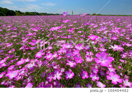 埼玉県鴻巣市滝馬室荒川河川敷ポピーハッピースクエア　満開の見渡す限りのムギナデシコ畑と青空 108404482