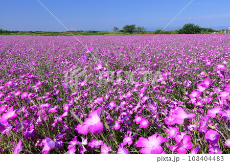 埼玉県鴻巣市滝馬室荒川河川敷ポピーハッピースクエア 満開の見渡す限りのムギナデシコ畑と青空 埼玉県鴻巣市滝馬室荒川河川敷ポピーハッピースクエア 満開の見渡す限りのムギナデシコ畑と青空 108404483