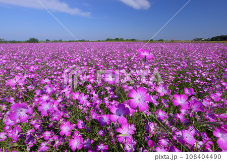 埼玉県鴻巣市滝馬室荒川河川敷ポピーハッピースクエア　満開の見渡す限りのムギナデシコ畑と青空 108404490