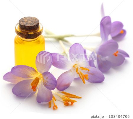 Saffron crocus flower with extract 108404706