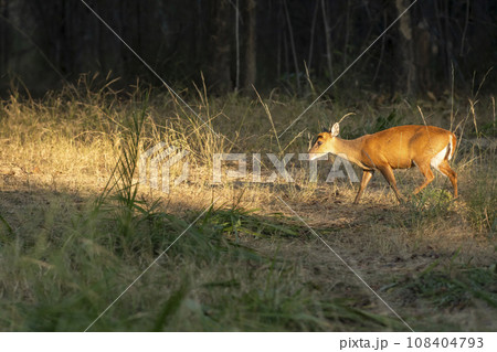 side profile of barking deer muntjac or Indian muntjac or red muntjac or Muntiacus muntjak an antler in winter season evening light on face and body in forest safari at bandhavgarh national park india side profile of barking deer muntjac or Indian muntjac or red muntjac or Muntiacus muntjak an antler in winter season evening light on face and body in forest safari at bandhavgarh national park india 108404793