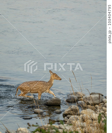 wild female spotted deer or chital or axis deer crossing ramganga river blue water in winter season during safari at dhikala jim corbett national park terai forest tiger reserve uttarakhand india asia wild female spotted deer or chital or axis deer crossing ramganga river blue water in winter season during safari at dhikala jim corbett national park terai forest tiger reserve uttarakhand india asia 108404795