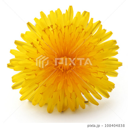 Medicinal dandelion Medicinal dandelion 108404838