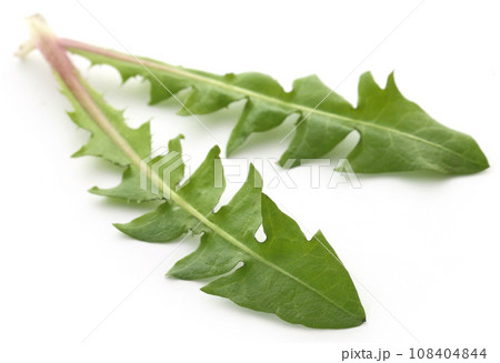 Medicinal dandelion leaves Medicinal dandelion leaves 108404844
