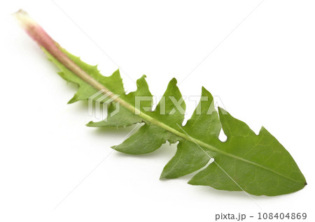 Medicinal dandelion leaf Medicinal dandelion leaf 108404869