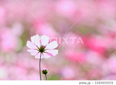 コスモスの花　茨城県植物園 108405059