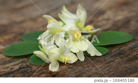 Edible moringa flower with green leaves Edible moringa flower with green leaves 108405180