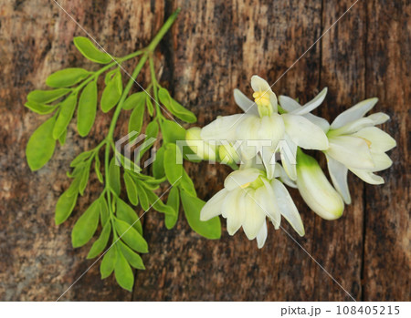 Edible moringa flower with green leaves 108405215