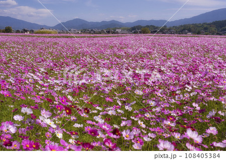 藤原京跡花園秋ゾーン南エリアのコスモス 108405384