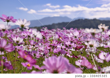 藤原京跡花園秋ゾーン南エリアのコスモス 藤原京跡花園秋ゾーン南エリアのコスモス 108405385