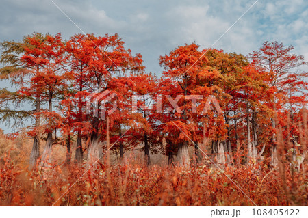 Autumnal forest of Taxodium distichum with orange needles. Autumnal swamp cypresses Autumnal forest of Taxodium distichum with orange needles. Autumnal swamp cypresses 108405422