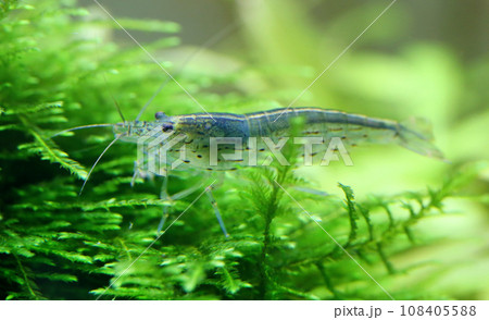 Amano shrimp Amano shrimp 108405588