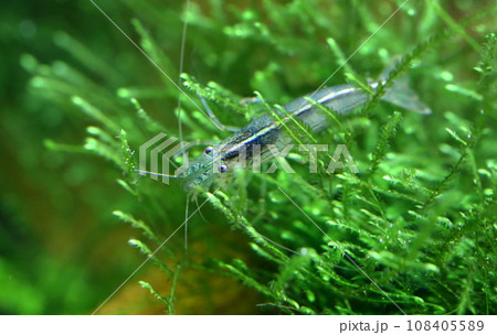 Amano shrimp 108405589