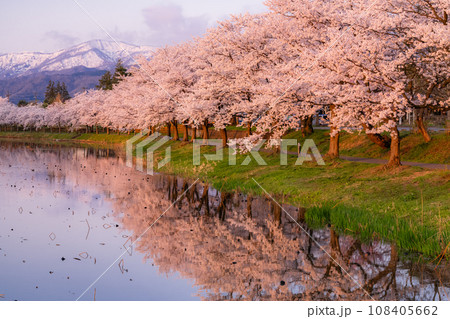 《新潟県》桜満開・春の高田城址公園 108405662