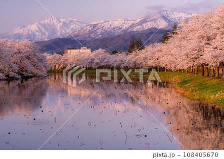 《新潟県》桜満開・春の高田城址公園 108405670