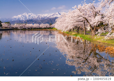 《新潟県》桜満開・春の高田城址公園 《新潟県》桜満開・春の高田城址公園 108405819