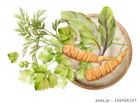 Hand drawn watercolor carrot vegetable for diet and healthy lifestyle, green salad mix vegan cooking. Illustration composition isolated on white background. Design poster, print, website, card, menu 108406147