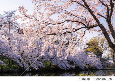 《新潟県》桜満開・春の高田城址公園 108406176