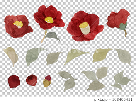 Cute camellia material painted in watercolor 108406411