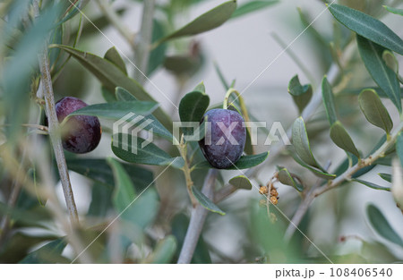 olive fruits on the tree 108406540