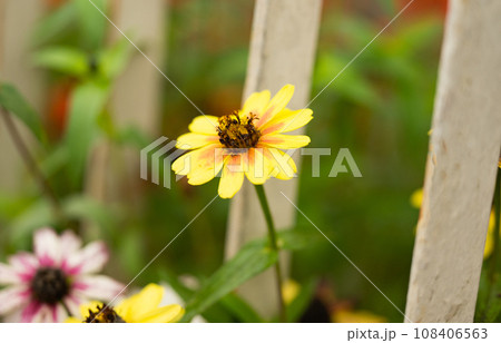 background of beautiful zinnia flowers background of beautiful zinnia flowers 108406563