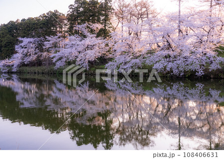 《新潟県》桜満開・春の高田城址公園 108406631
