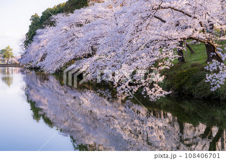 《新潟県》桜満開・春の高田城址公園 108406701